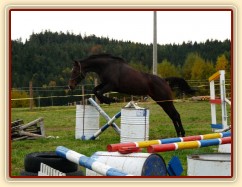 Skákání ve volnosti, čtyřletá klisna Fivitas Dei