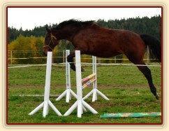 Skákání ve volnosti, dvouletá klidna Ascara