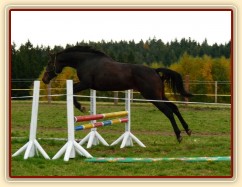 Skákání ve volnosti, čtyřletá klisna Fivitas Dei