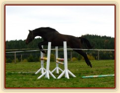 Skákání ve volnosti, čtyřletá klisna Fivitas Dei