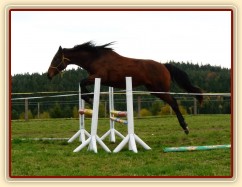 Skákání ve volnosti, dvouletá klidna Ascara