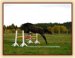 Skákání ve volnosti, čtyřletá klisna Fivitas Dei