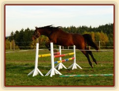 Skákání ve volnosti, dvouletá klidna Ascara