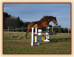 Skákání ve volnosti, šestiletá klisna Bára