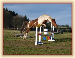 Skákání ve volnosti, devítiletá klisna Vikina