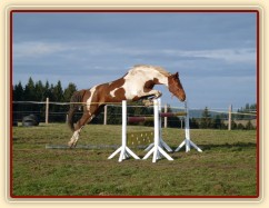 Skákání ve volnosti, devítiletá klisna Vikina