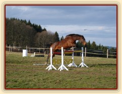 Skákání ve volnosti, šestiletá klisna Bára