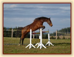 Skákání ve volnosti, šestiletá klisna Bára, oxer 130cm