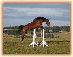 Skákání ve volnosti, šestiletá klisna Bára, oxer 140cm