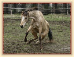 Bahno je dobrý přítel koně :-)