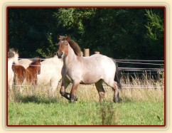 Fiona v září 2012 ve věku 1,5 roku, roste jako z vody:-)