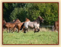 Fiona v září 2012 ve věku 1,5 roku, roste jako z vody:-)