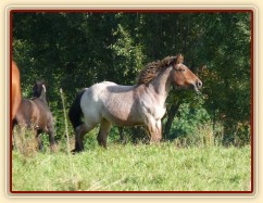 Fiona v září 2012 ve věku 1,5 roku, roste jako z vody:-)
