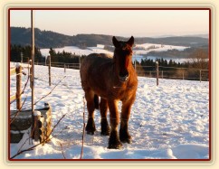 Fiona v prosinci 2012, začíná být pořádný began:-)