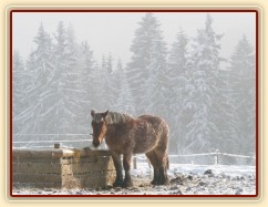 Dvouletá Ardenka u senáže