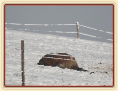 Siesta - nejlépe se spí na sněhu:-) Dvouletá Ardenka Fiona