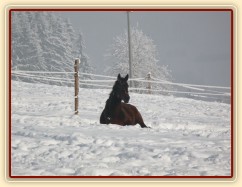 Siesta - nejlépe se spí na sněhu:-) tříletý Chesterton