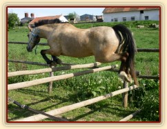 Skákání ve volnosti