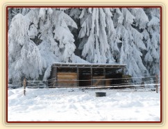 Boxy pod obalenými stromy