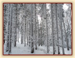 Krása zimního lesa