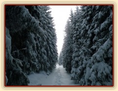 Lesní cesty jsou v zimě ideální na cválání...