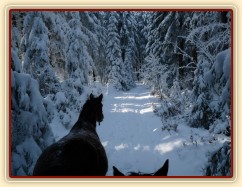 Skoro tříletá Ascara vede vyjížďku