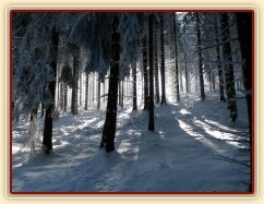 Krása zimního lesa