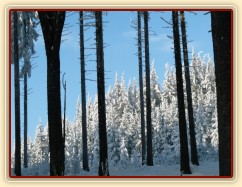 Krása zimního lesa