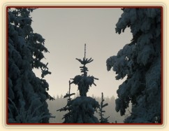 Krása zimního lesa