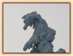 Borovice mění podobu:-)