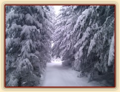 Lesní cesty se zmenšují:-)