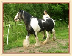 Bas, 7 her podle Pata Parelli - ustupování podél ohrady
