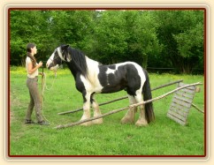 Bas, 7 her podle Pata Parelli - zacouvání mezi klády