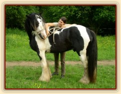 Bas, 7 her podle Pata Parelli - ohnutí hlavy z druhé strany přes hřbet koně