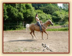 Quarter horse Jacs po třech měsících výcviku při ježdění na jízdárně  - zastavení ze cvalu