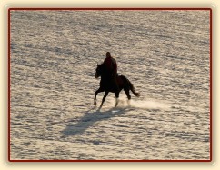 Hřebec Grant, na vyjížďce po pár měsících ve výcviku