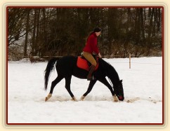 Hřebec Grant, práce na jízdárně, půl roku po obsednutí