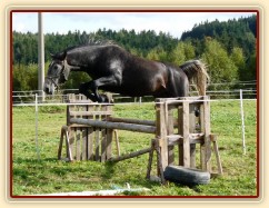 Lipický hřebec Rybíz skáče řadu ve volnosti - skákat nemusí jen "skoková" plemena:-)