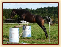 Appaloosa hřebec Monty skáče skokovou řadu ve volnosti - skákat nemusí jen "skoková" plemena:-)