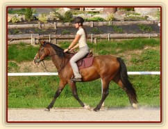 Tříletá klisna Highland Z po 4 měsících výcviku, příprava na ZZV klisen, trénink na kolbišti