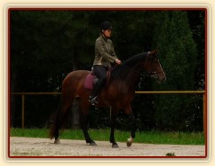 Tříletá klisna Highland Z po 5 měsících výcviku, příprava na ZZV klisen, opracování před závody