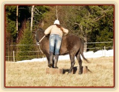 Tříletý Divíšek, práce ze země, zvykání na váhu jezdce