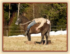 Tříletý Divíšek, práce ze země, zvykání na jezdce