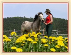 Parellistění v kruhové ohradě s jarníma pampeliškama