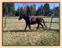 Tříletá Kroona poprvé na lonži