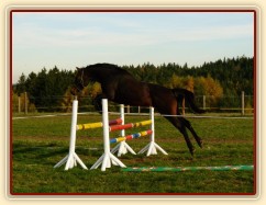 Skákání ve volnosti, čtyřletá klisna Fivitas Dei
