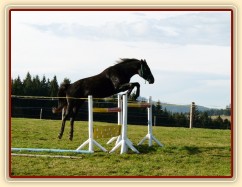 Skákání ve volnosti, pětiletý hřebec Carthago, oxer 130cm