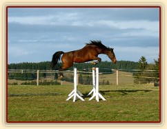 Skákání ve volnosti, šestiletá klisna Bára, oxer 145cm