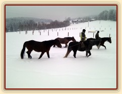 Mladí koně mohou před obsedáním chodit na vyjížďky s ostatními - krásně se nasvalí