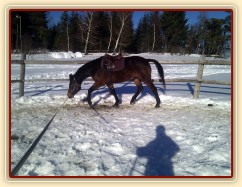 Tříletý Chesterton na lonži se chambonem